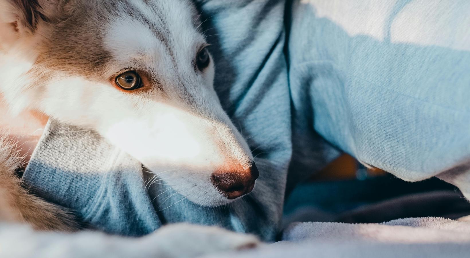 Reveal 54 is a pet-friendly community! a dog wrapped in a blanket